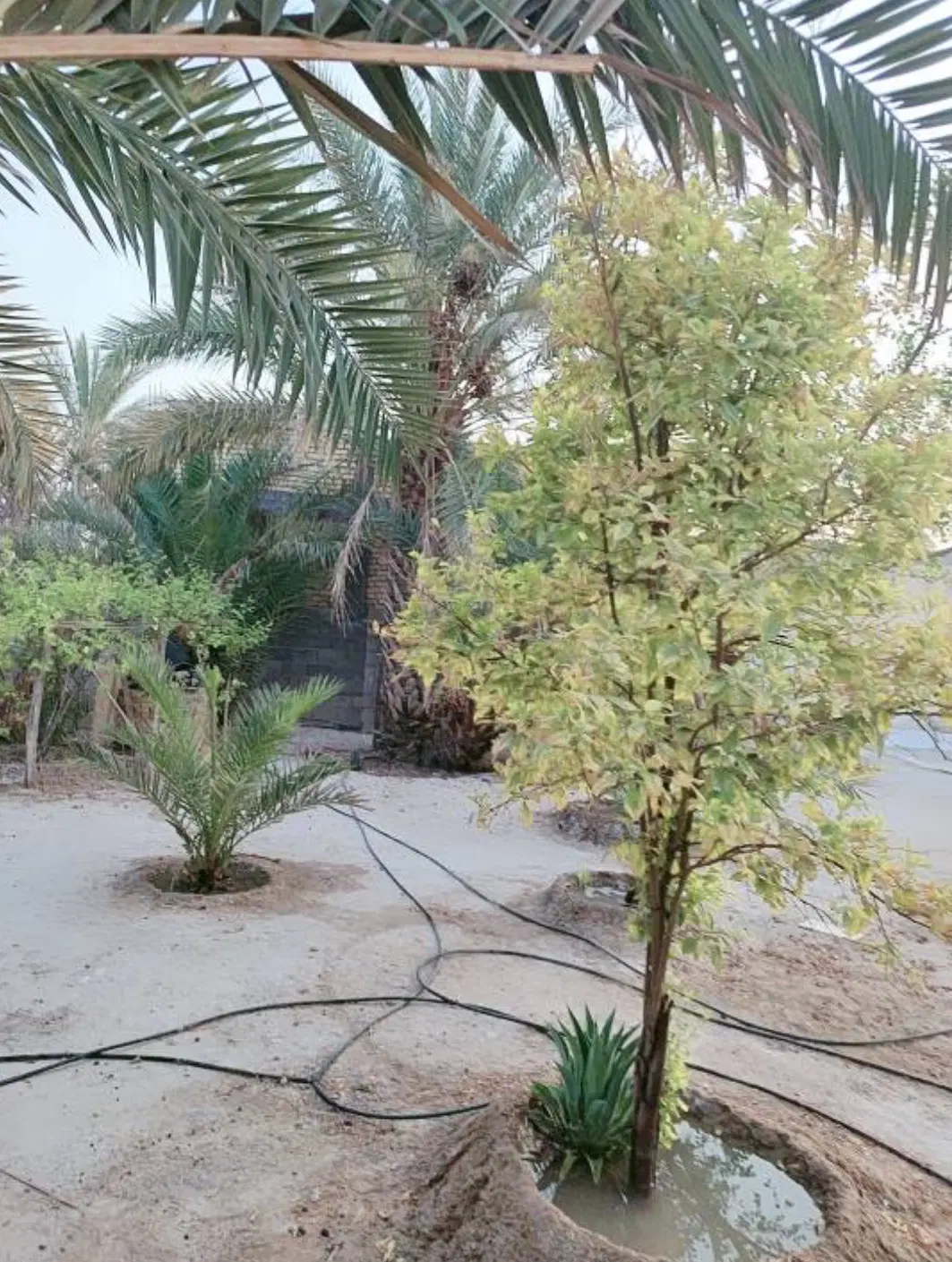 زمین مسکونی محمدشریفی