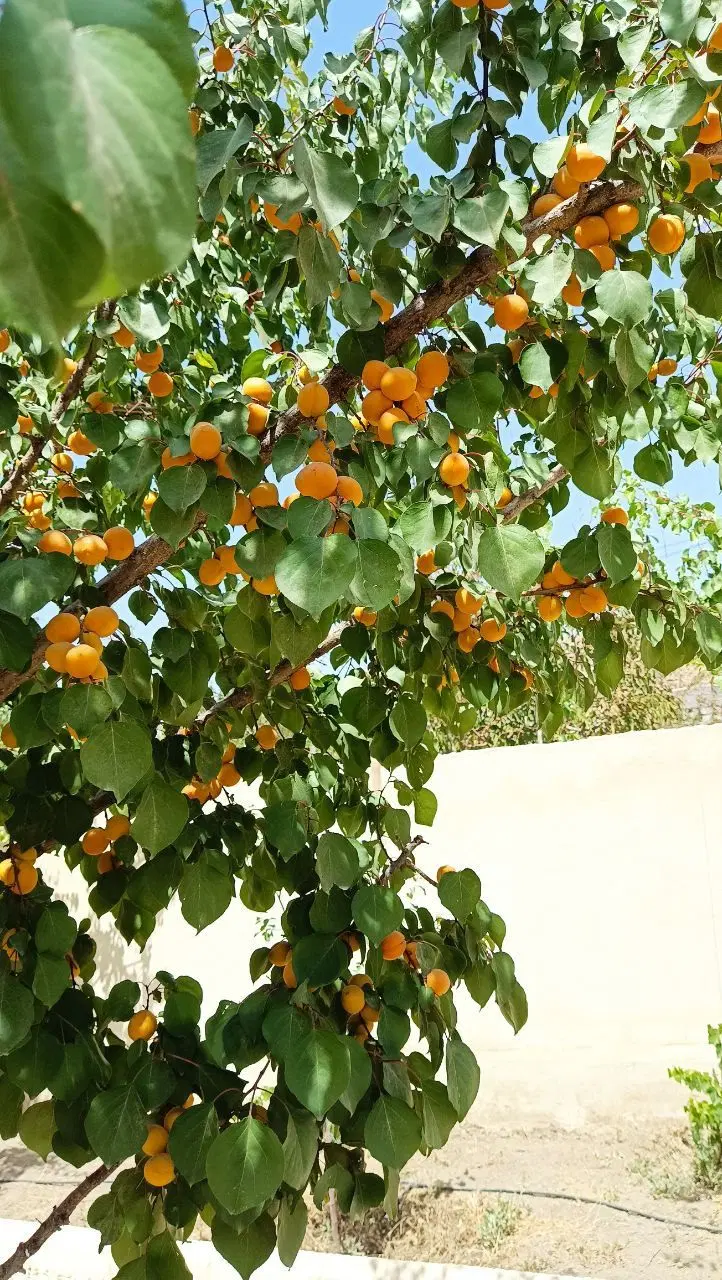 باغ ویلا تکمیل