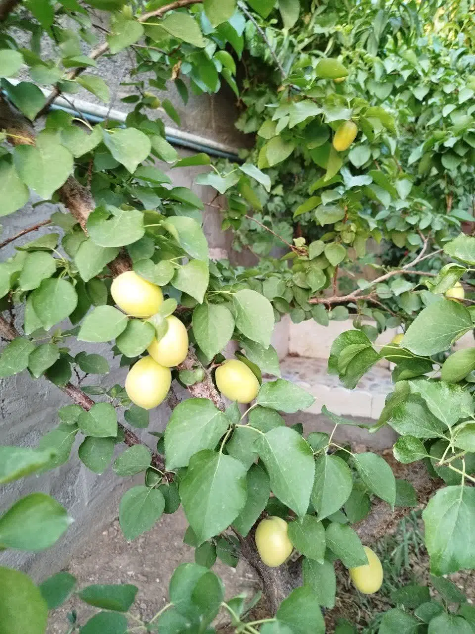 باغچه باصفا در بخش کهک قم منطقه توریستی