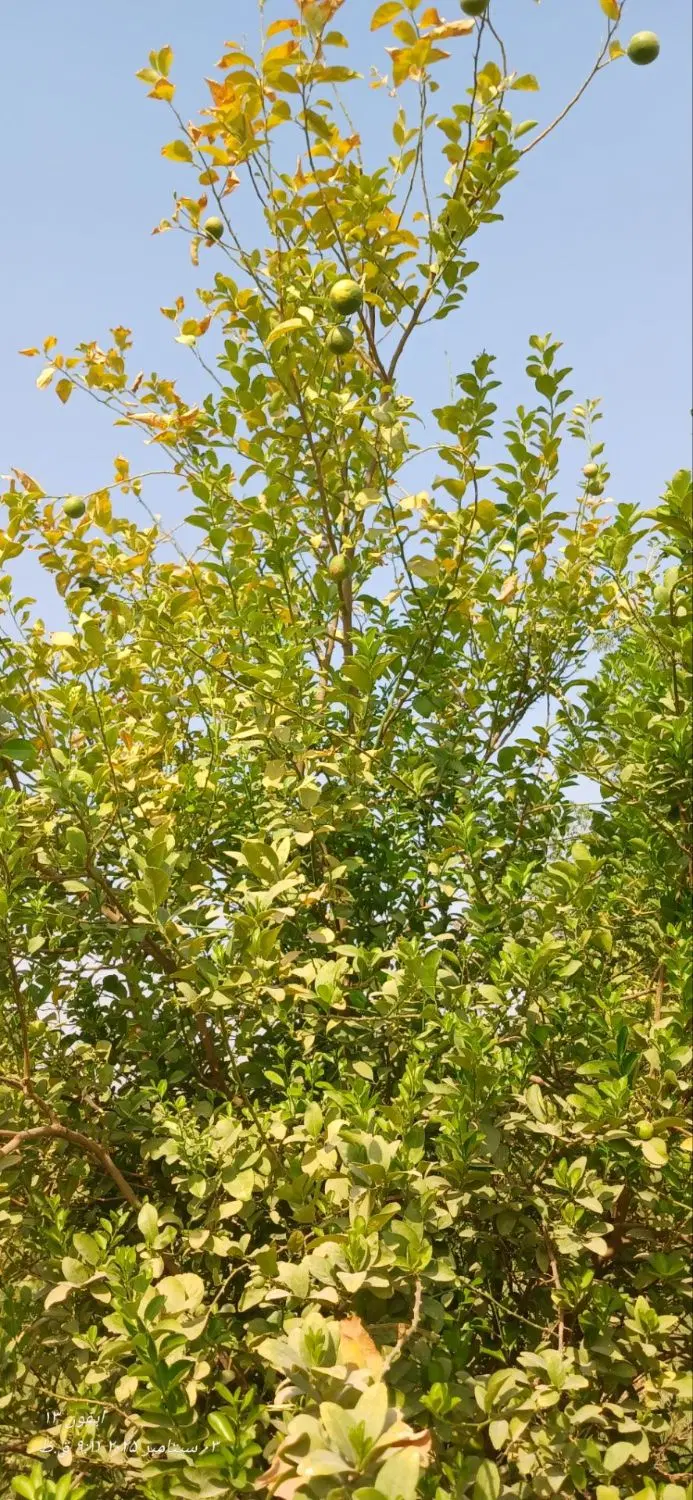 باغچه اسکندر آباد