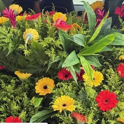 زمین باغ ۵۰۰ متری نهال اصلی