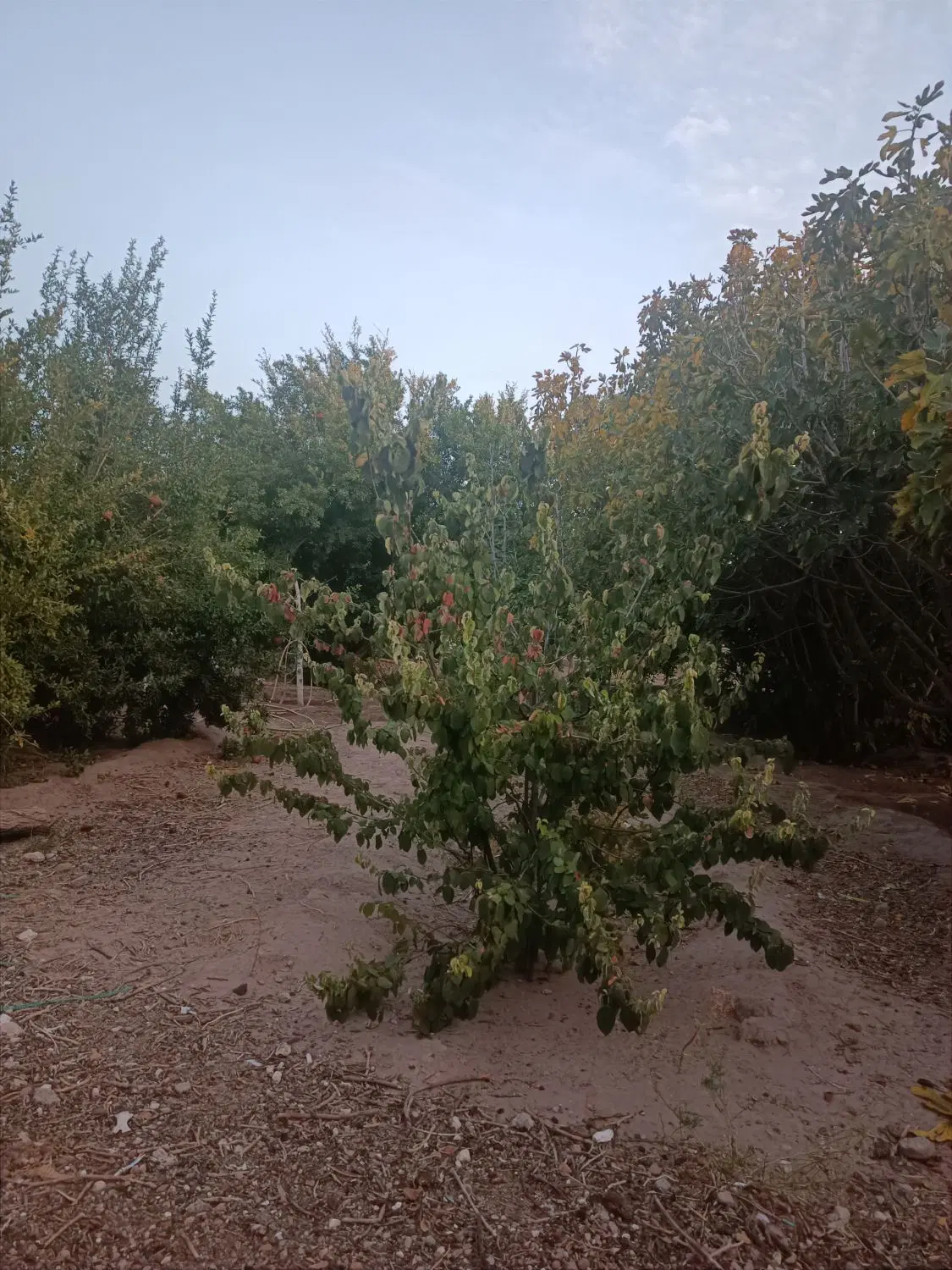 28 قصب زمین کران