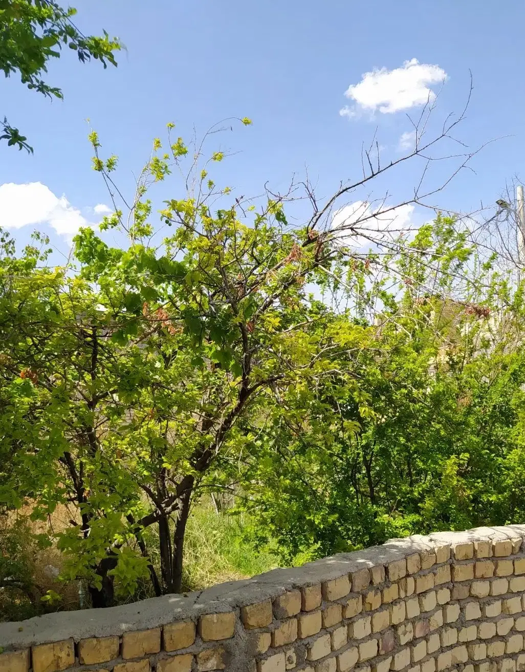 زمین فین بزرگ حیدری