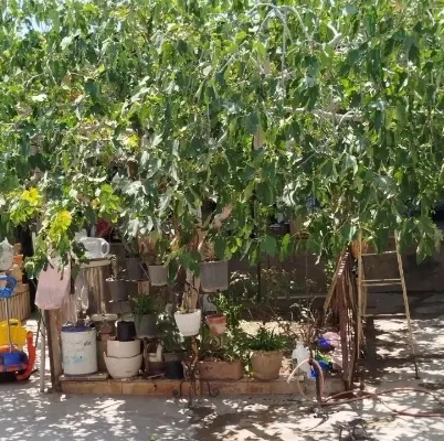 خونه قدیمی سرخه