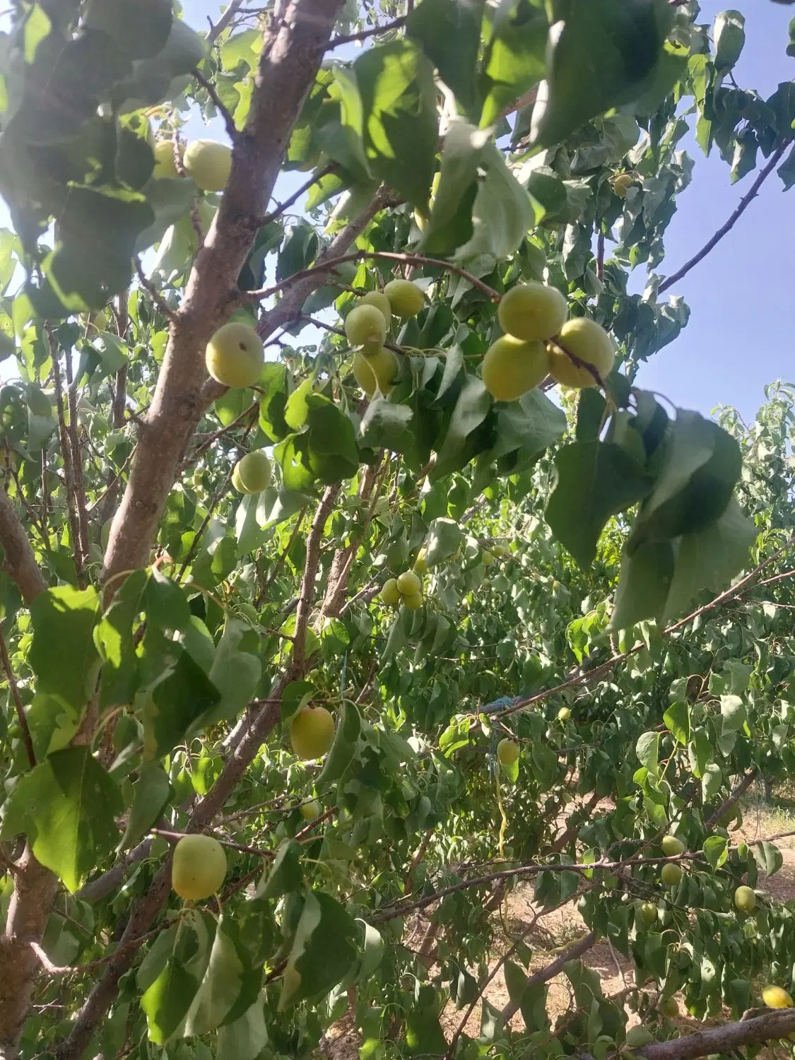 ۳۵۰متر باغ میوه کنار اتوبان