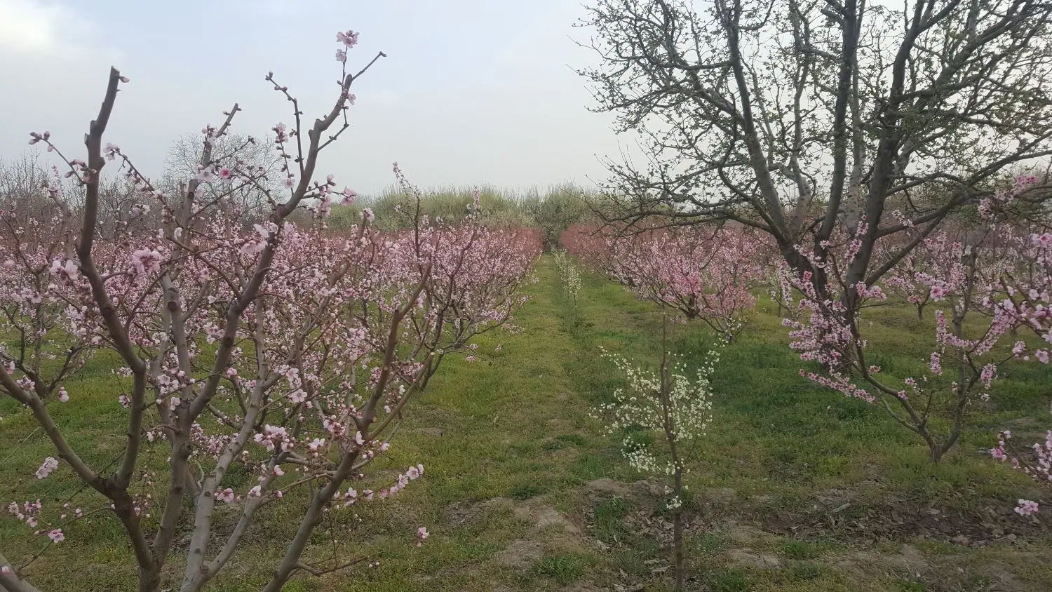 باغچه ترمنی کوی چناران