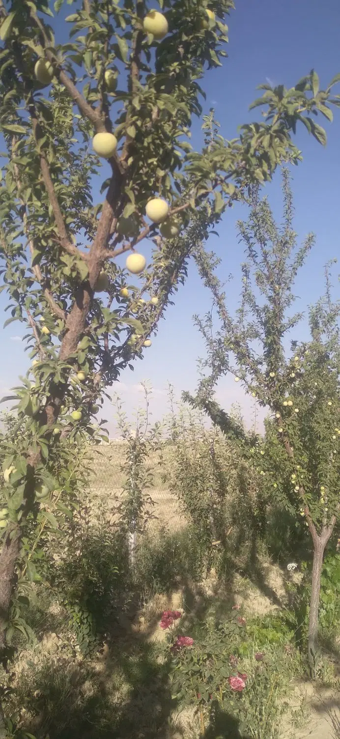 دو قطعه زمین و باغ ۵۰۰ متری