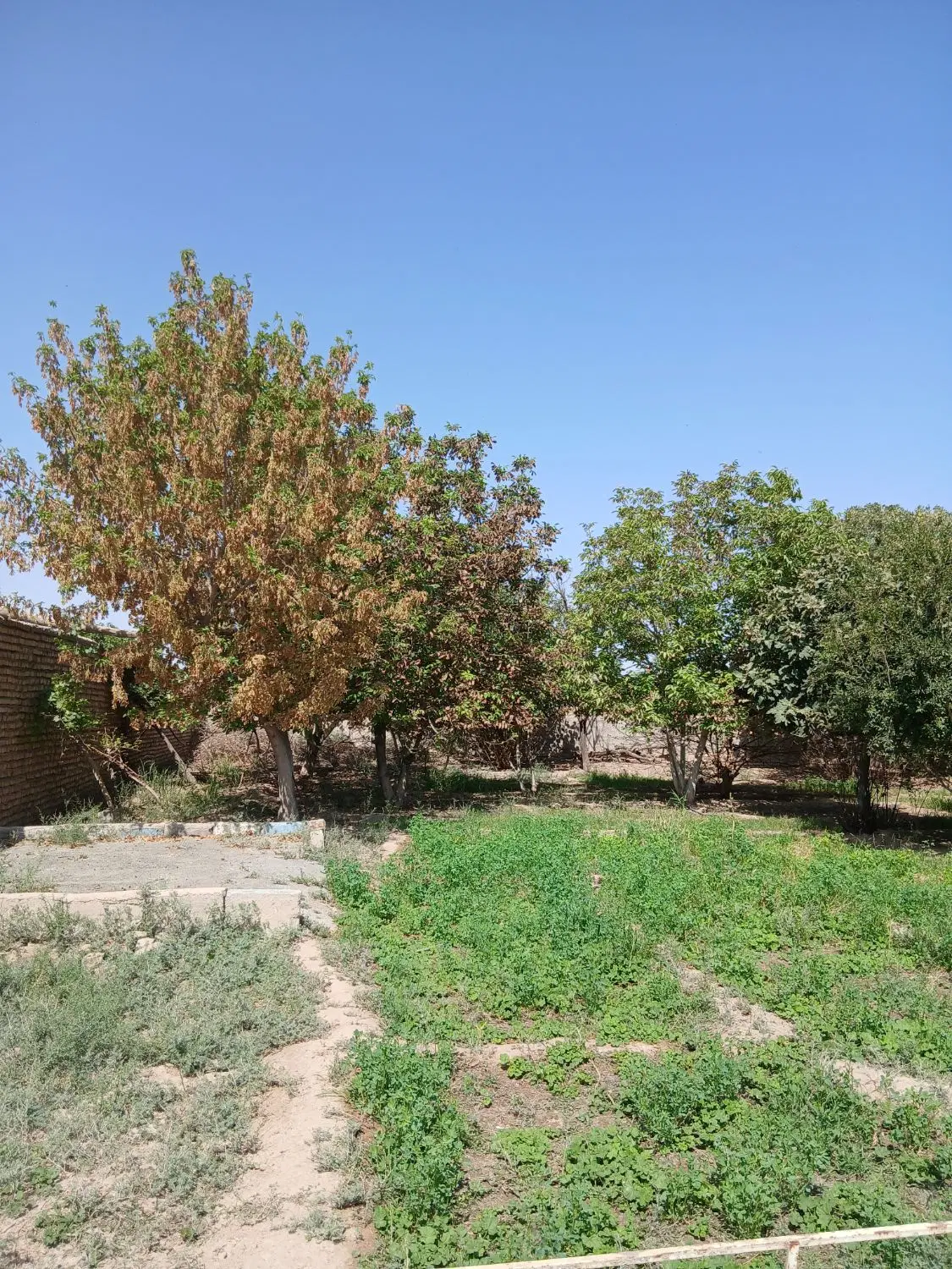 فروش باغ
