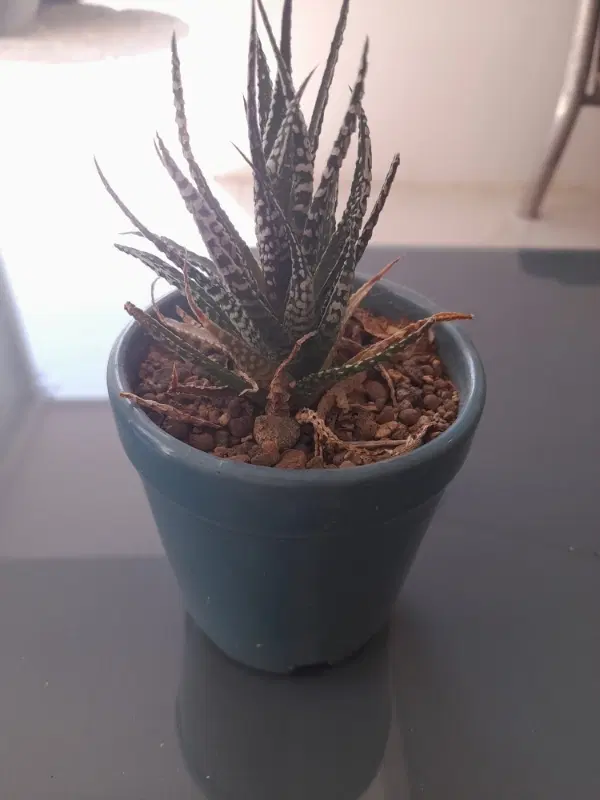 باغچه