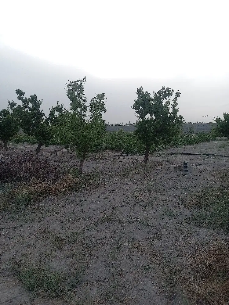 زمین باغی