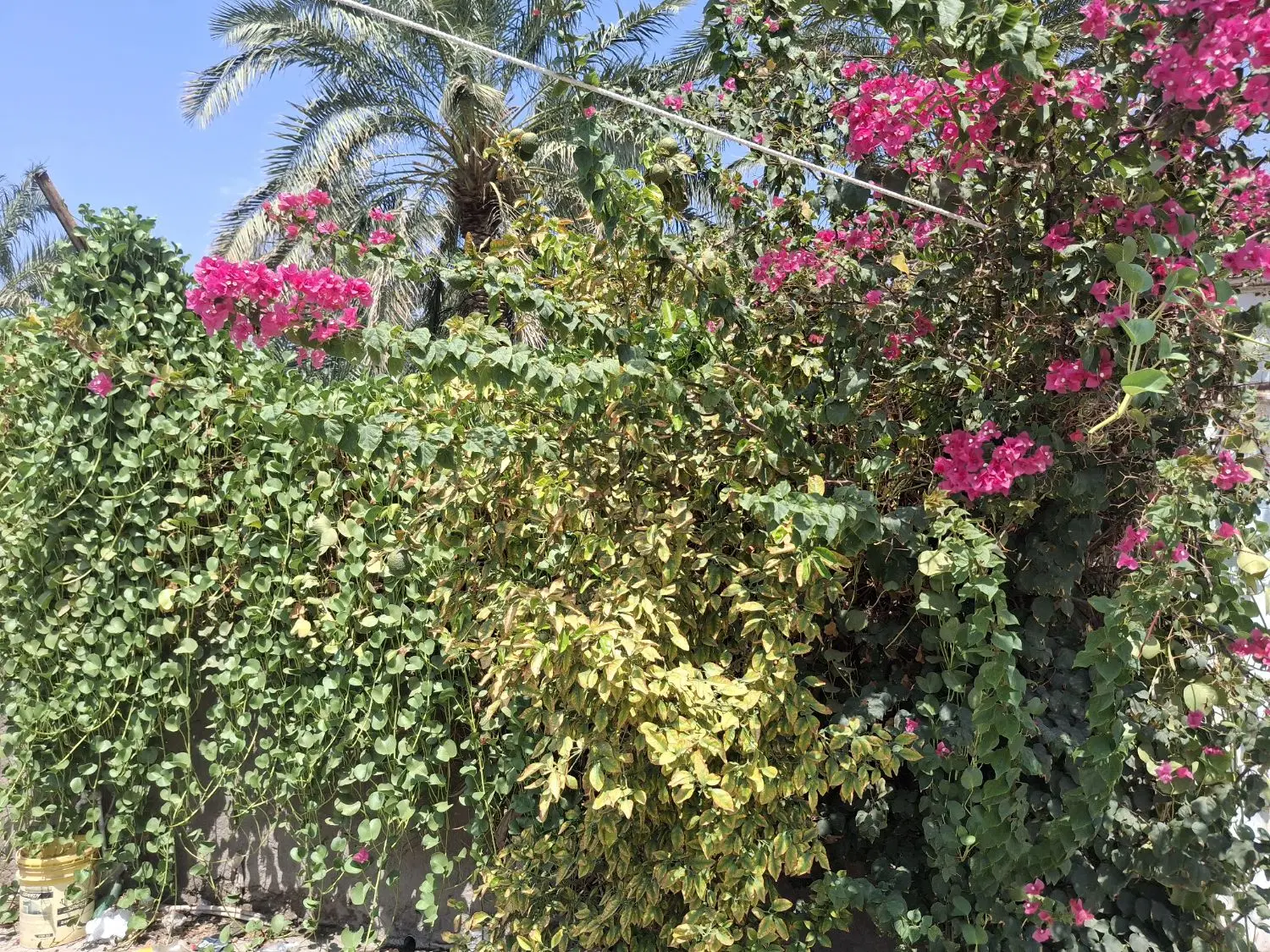 ملک مسکونی