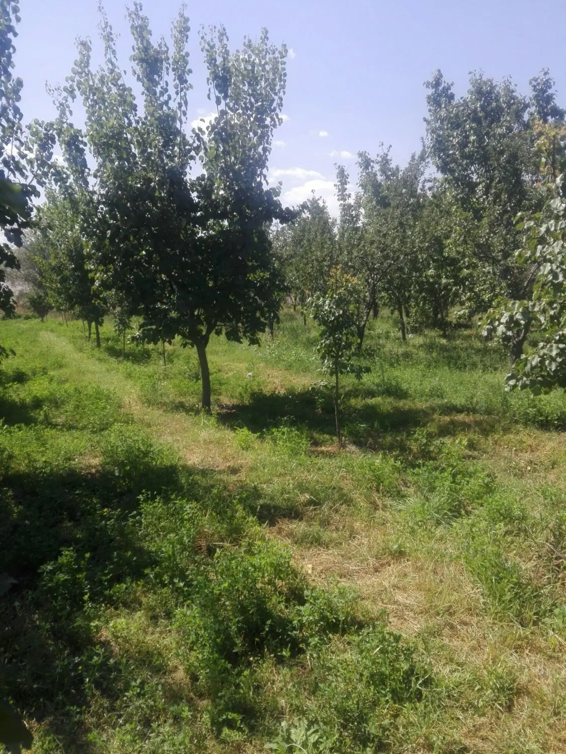 باغچه ویلایی