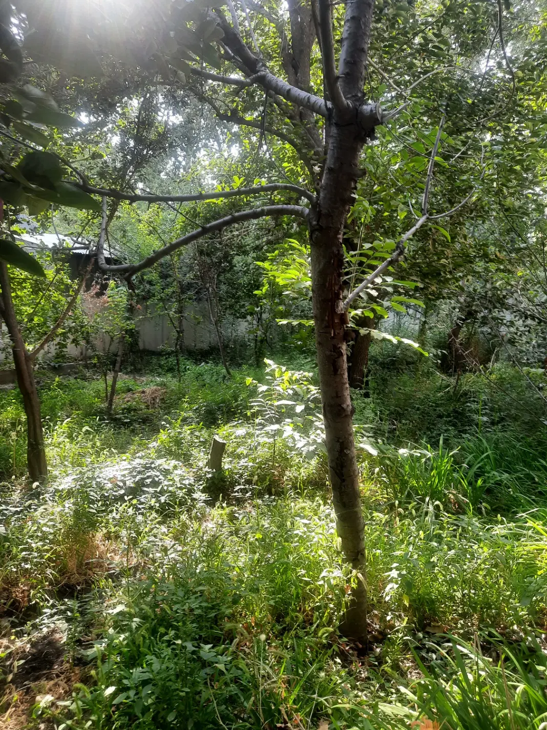 خانه باغ در کلاک کرج