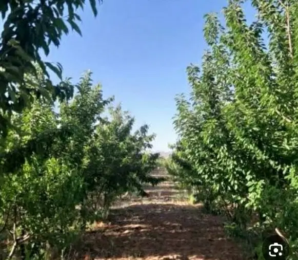 فروش باغ شهری