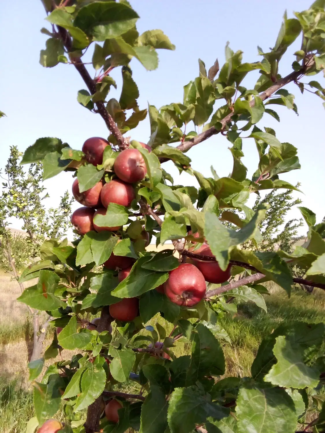 فروش باغ در بالاتر از باغشهرپزشکان دیزج بالا