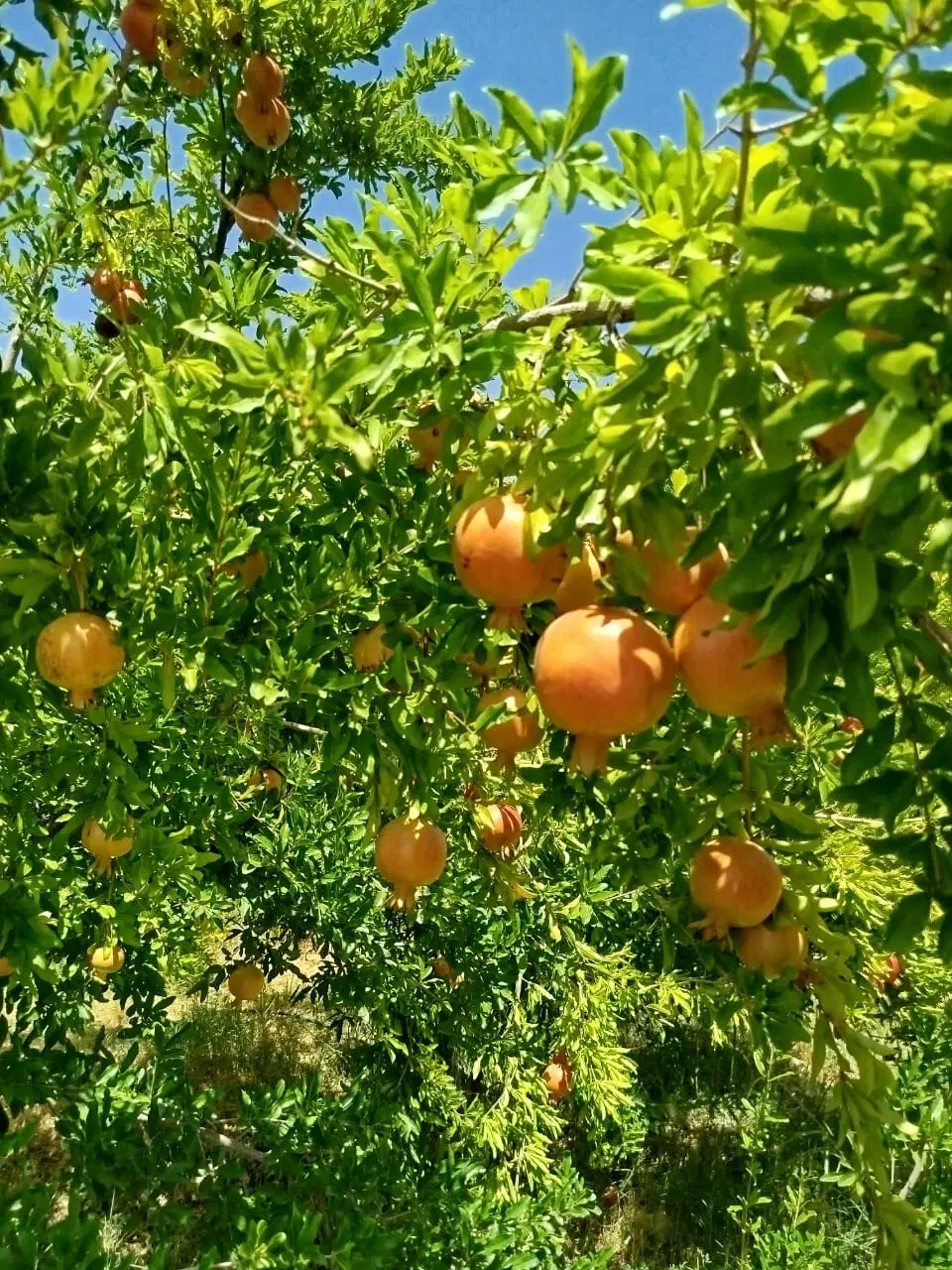 1600متر باغ انار ثمری در یاسوج روستای کوشک علیا