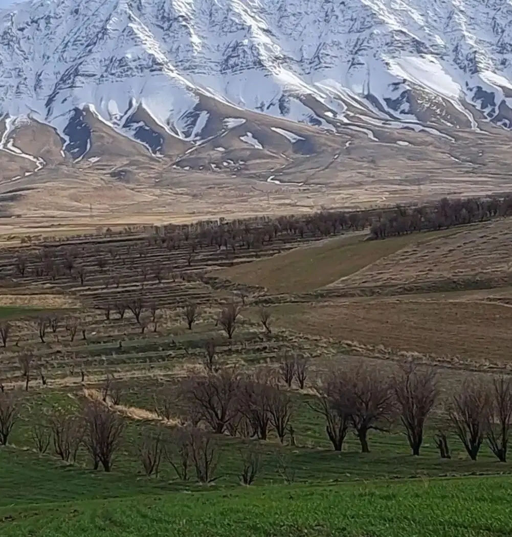 مرغداری