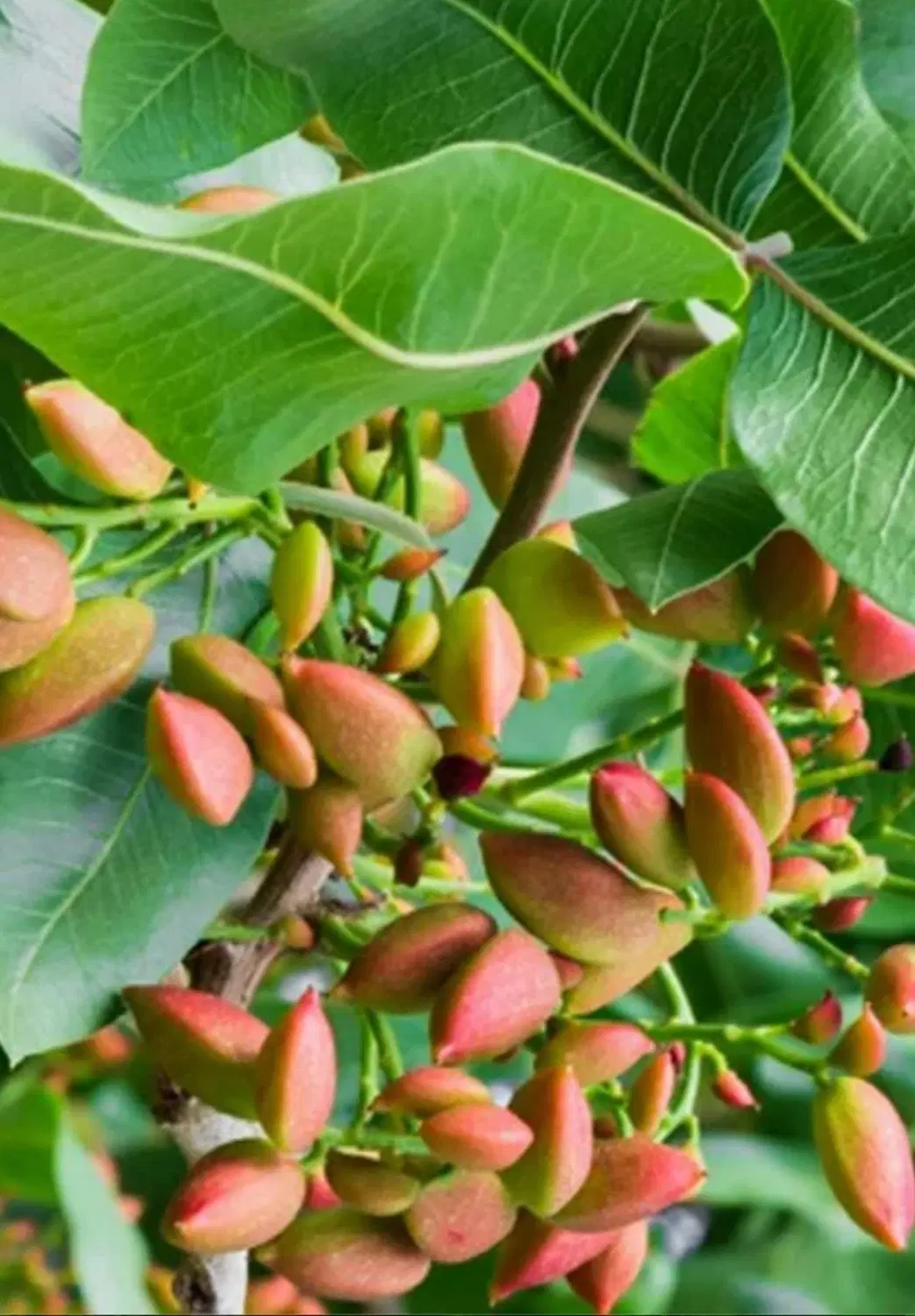 باغ پسته ۱۴۰۰۰ متر آبیک