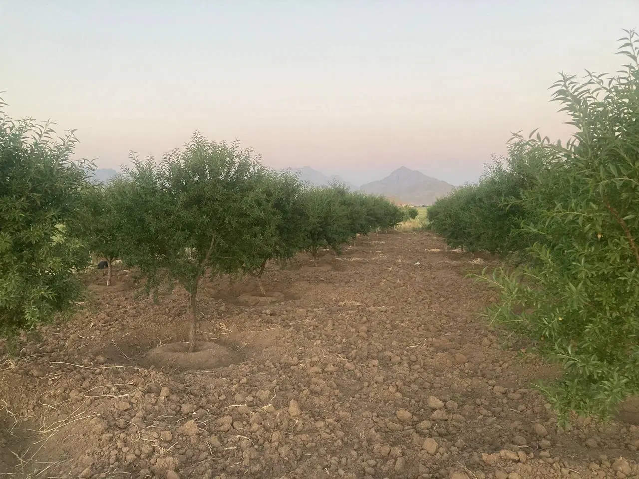 فروش باغ ۵ساله
