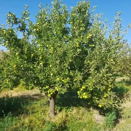 باغچه زمین