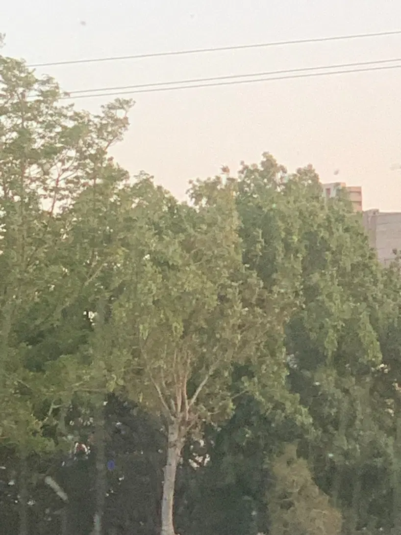 باغ انجیرو زیتون