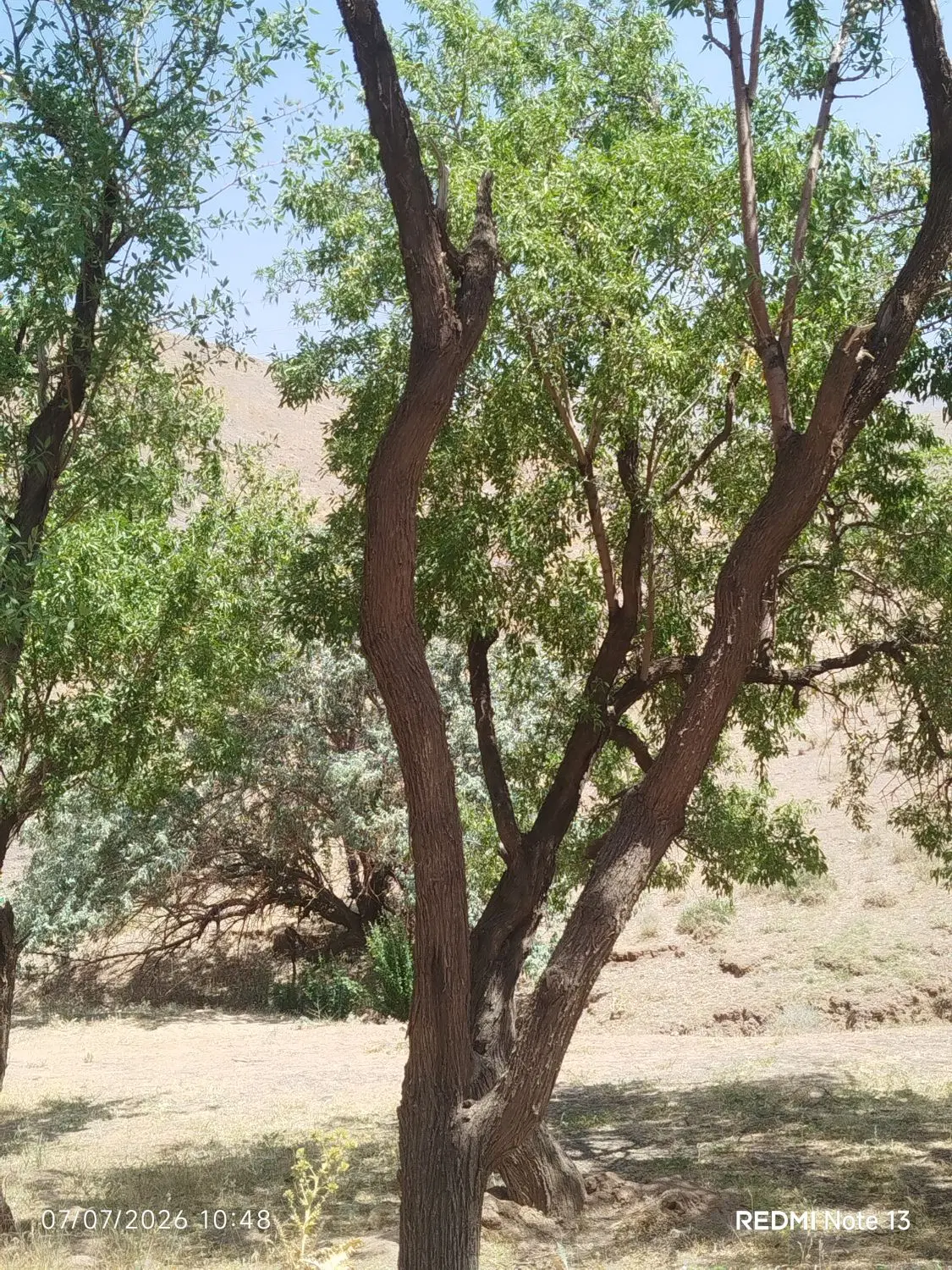 فروش مزرعه