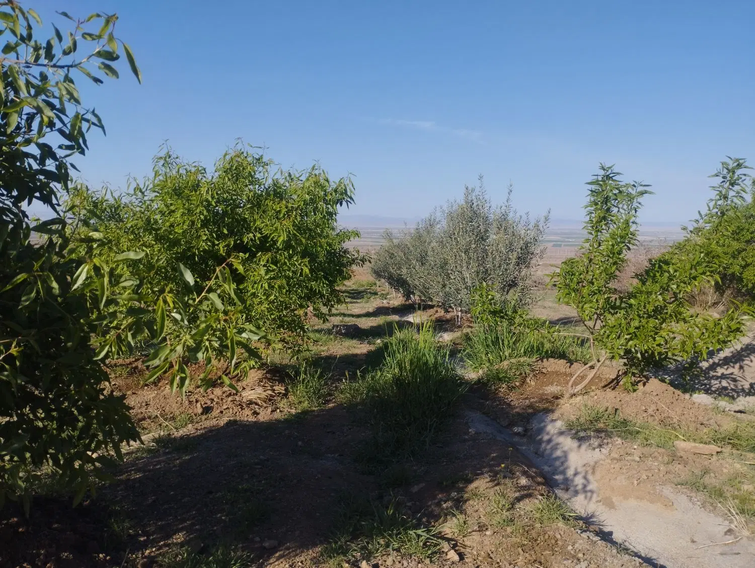 باغ فروشی روستای اندیس