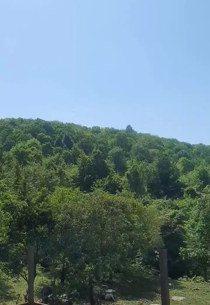 باغ ویلا سوئیسی پلاک یک جنگل