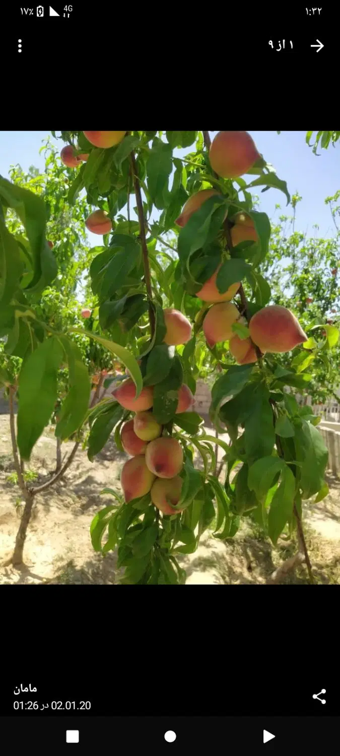 باغ و باغچه