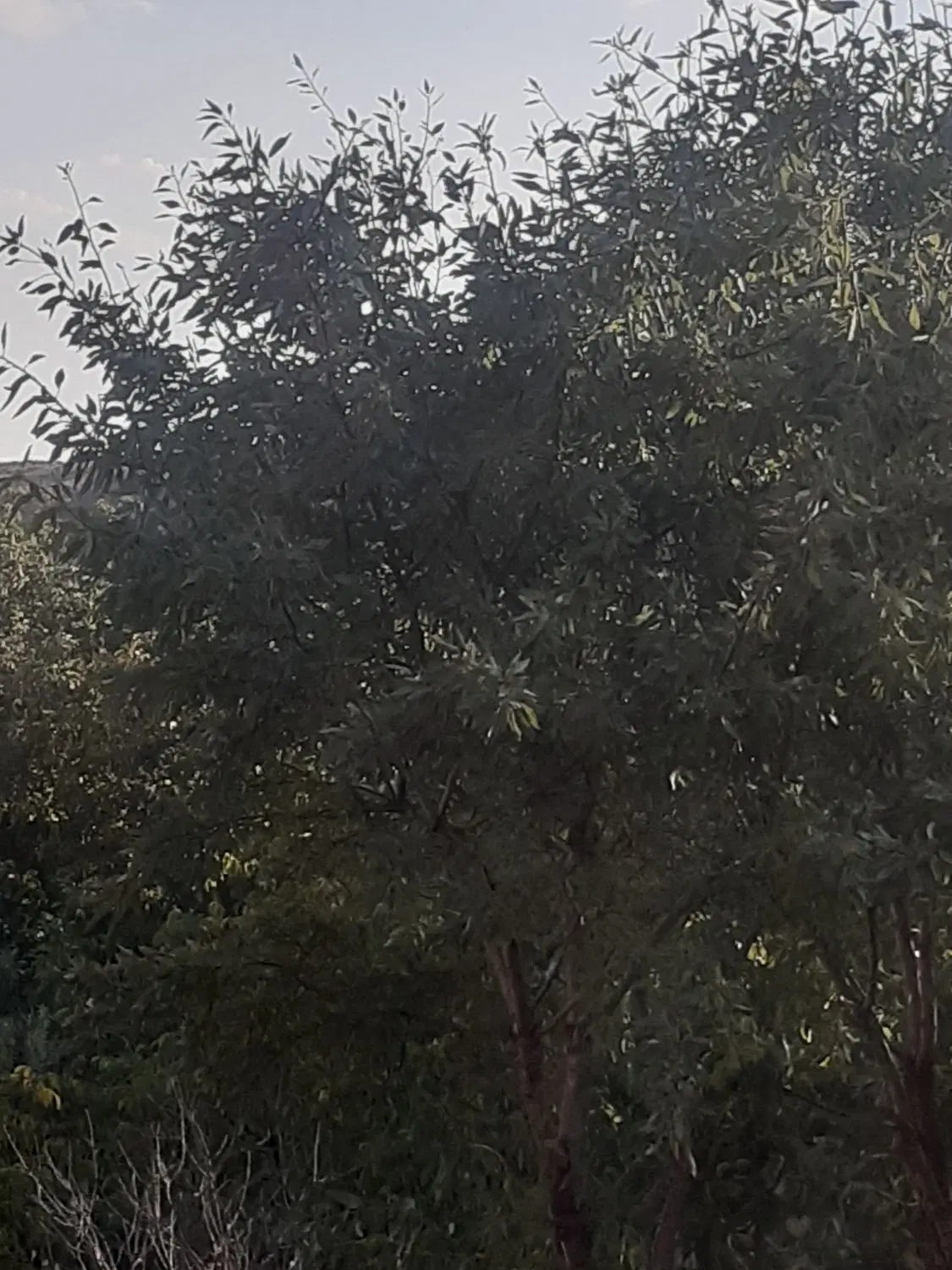 باغ بالای ۲۰۰۰مترآب شخصی گرکین