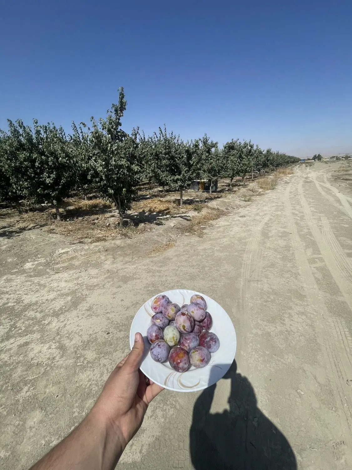 زمین باغ عسگریه چهچه ویلا آماده ساخت
