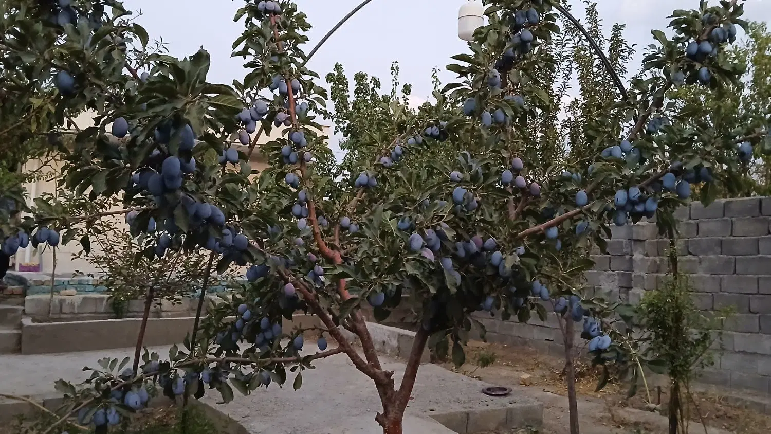 ویلا باغ در روستای ورقا