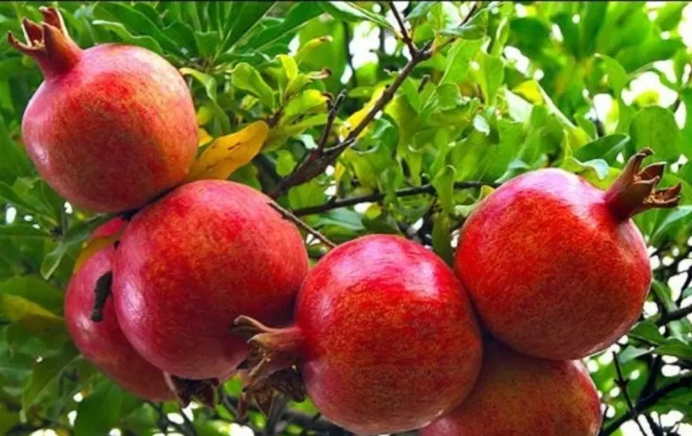 فروش باغ انار معاوضه با ماشین