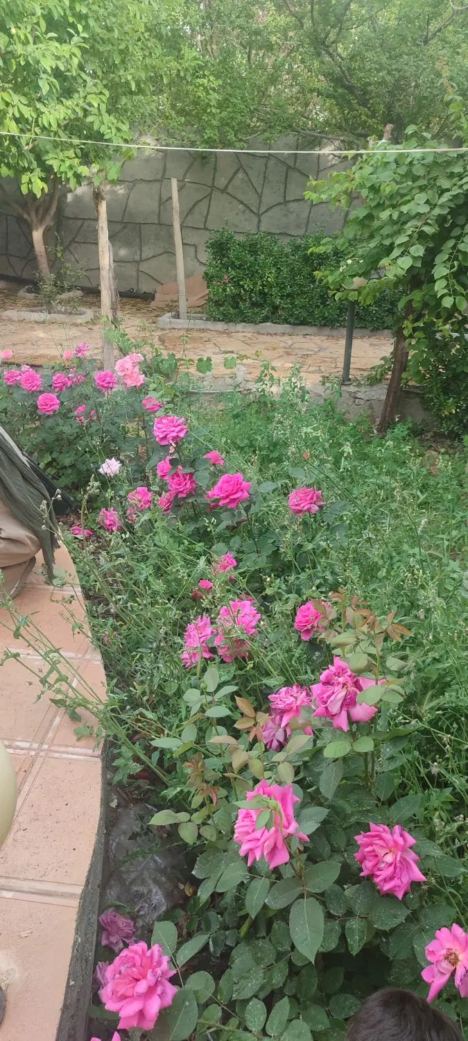 باغ ویلا