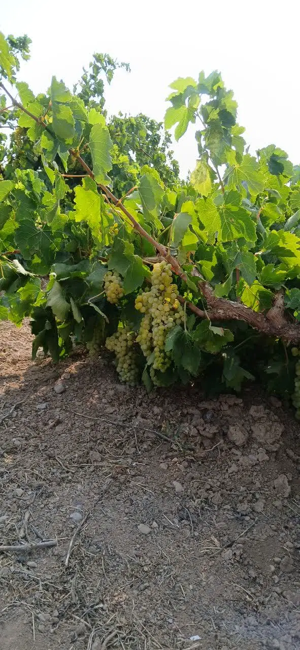 باغ ۵۰۰ متری سند تک برگ