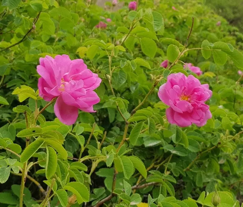 فروش سهام (زمین) گل محمدی قمصر