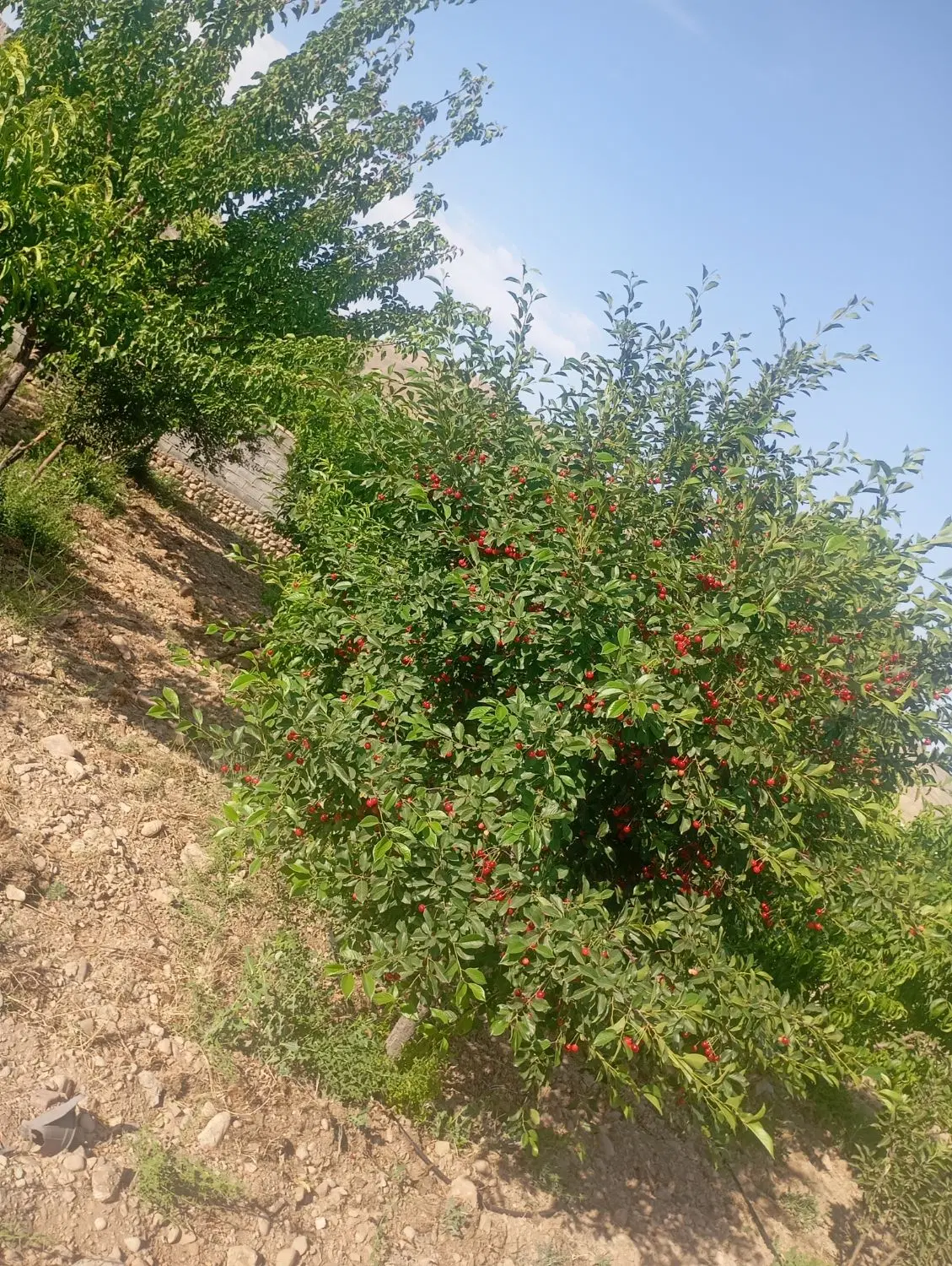250 متر زمین 60 متر بنا آبسرد گرمابسرد اقساطی7ماه