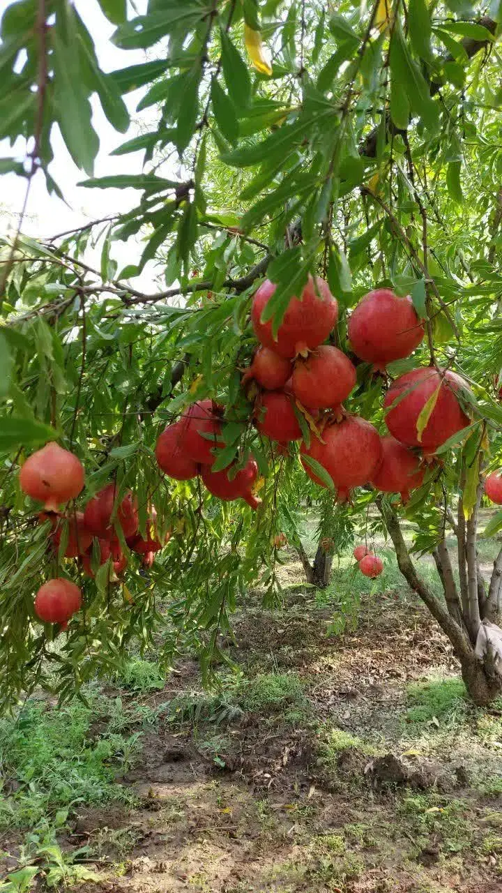 باغ انار