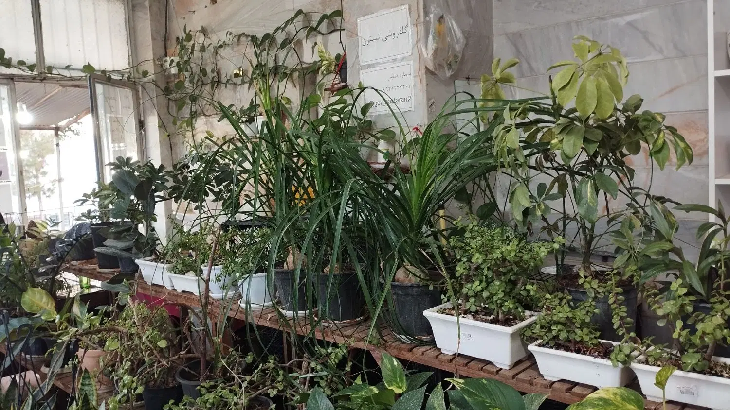 واگذاری مغازه گل فروشی