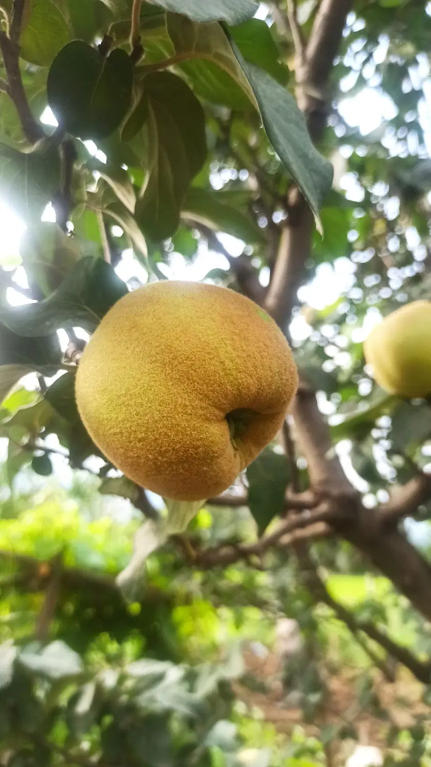 باغ میوه