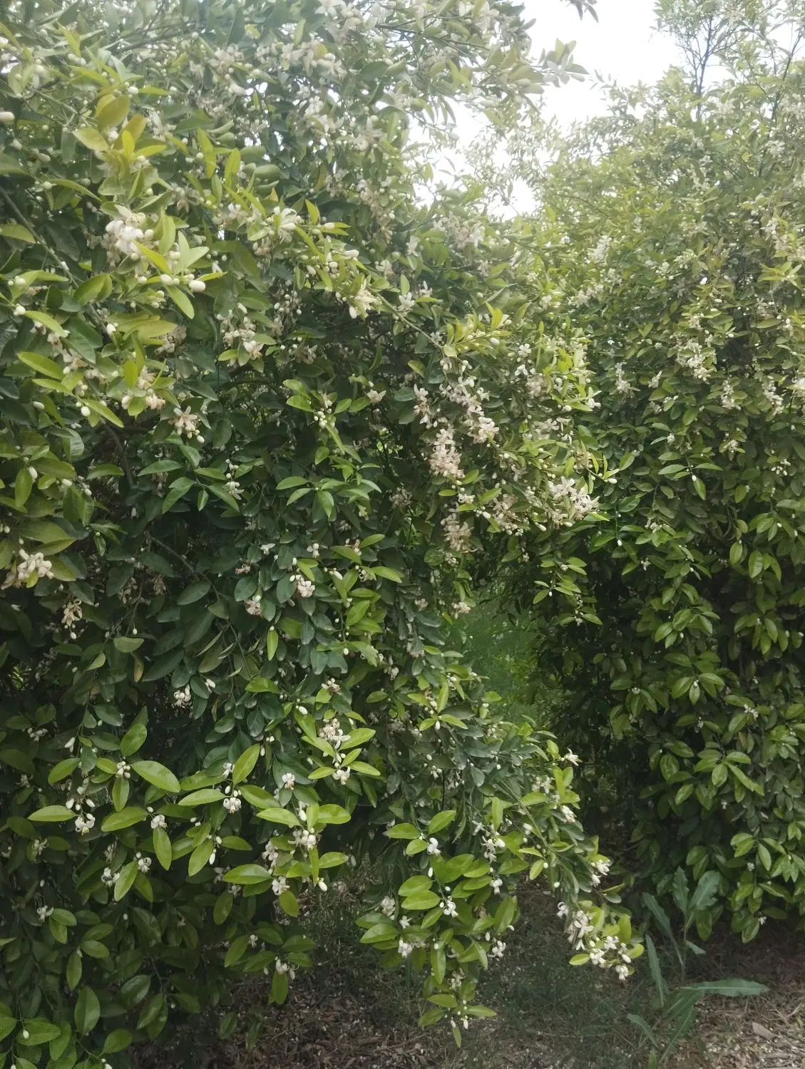 زمین ویلایی