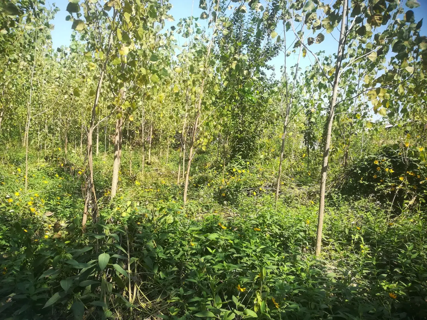 زمین 570 متری