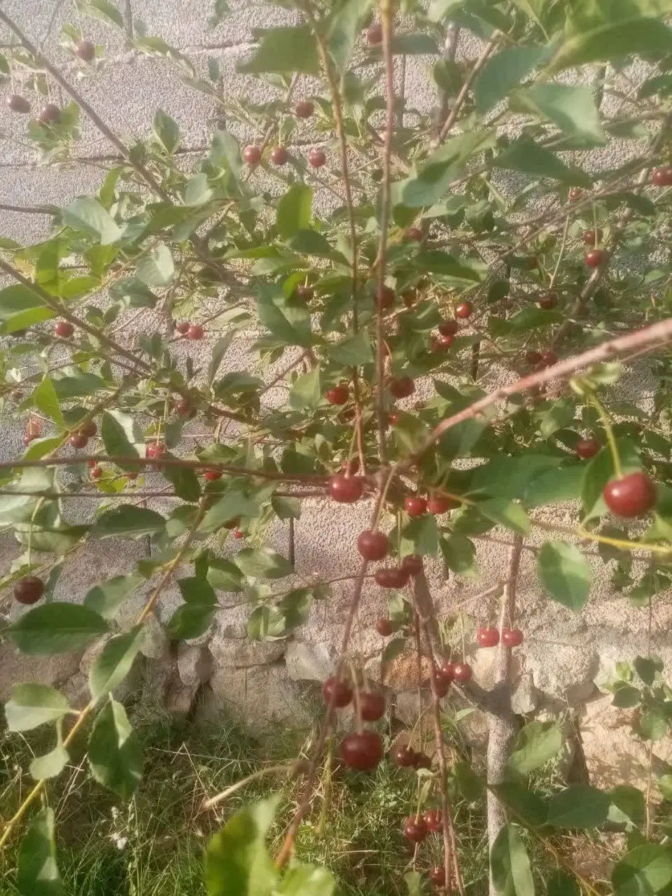 باغ در مجتمع پردیسان بینالود ( صومعه)