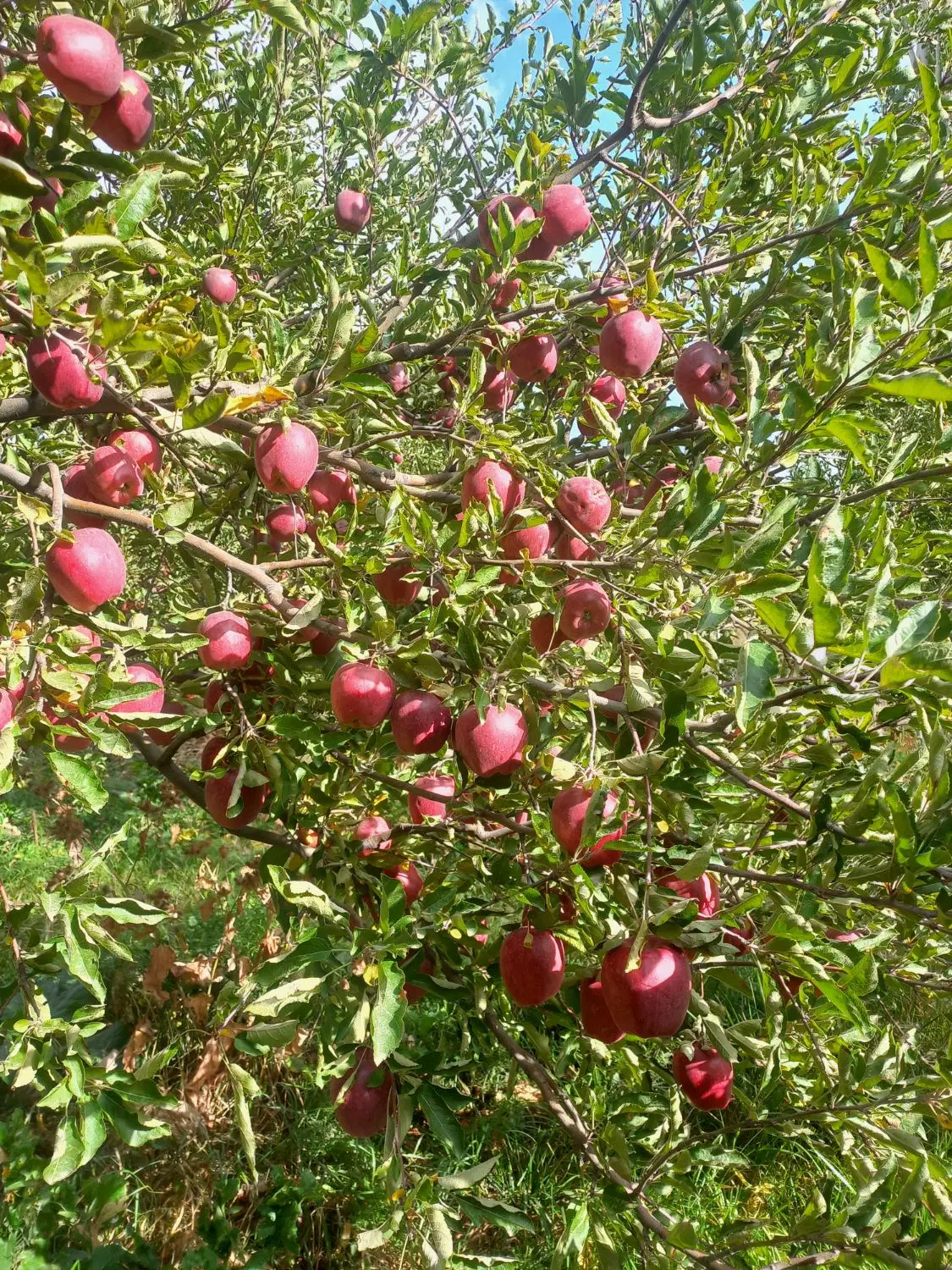 زمین و باغچه
