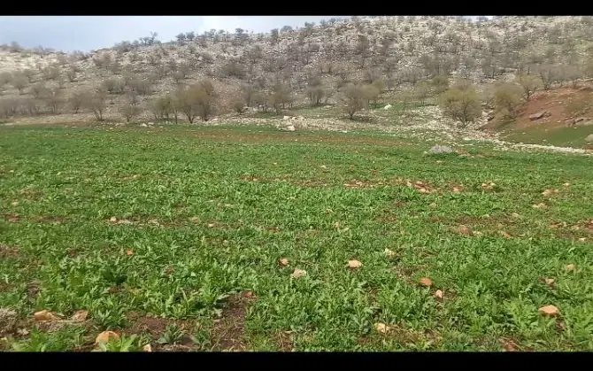 زمین  اجاره میدم