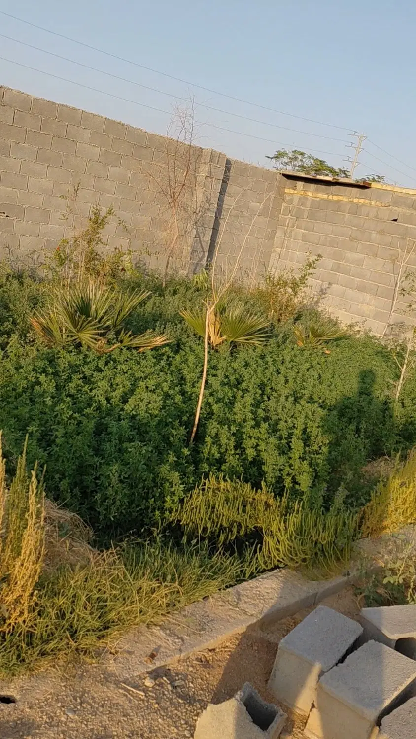 زمین باغی باهمه امکانات