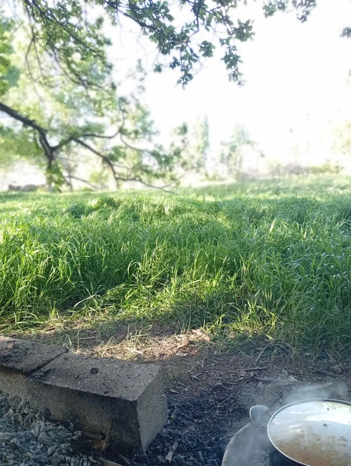 زمین کشاورزی