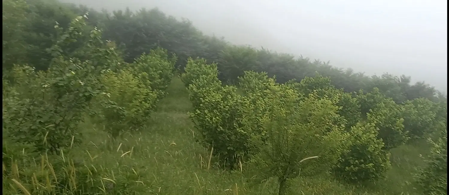 اجاره سالیانه باغ فندوق