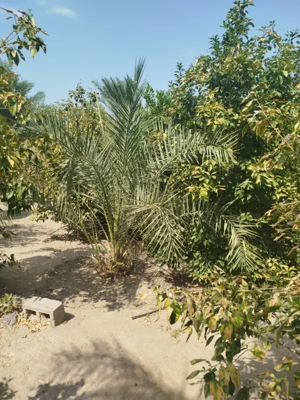 فروش زمین شهری