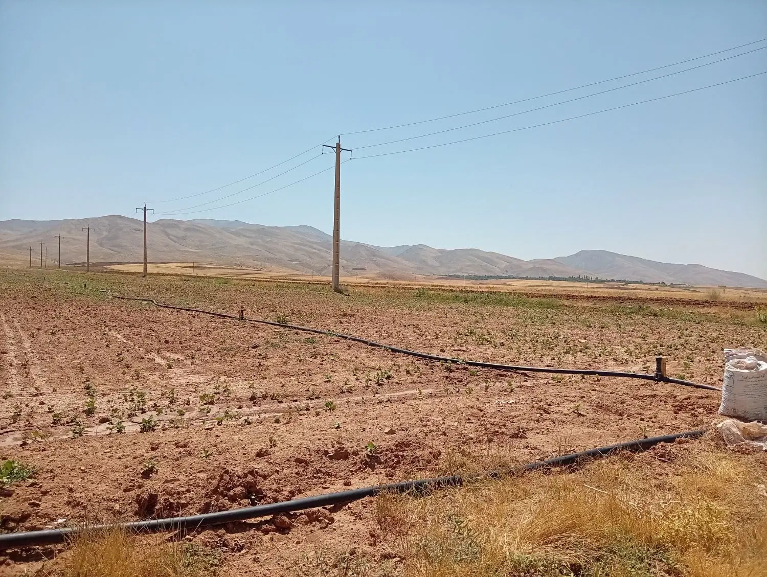 اجاره زمین برای کاشت سیره یا لوبیا2هکتار